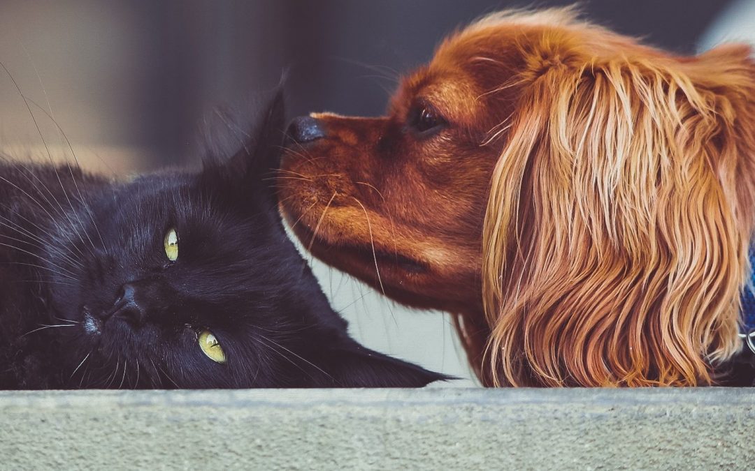 Getting The Most Out Of Your iPhone For Pet Owners